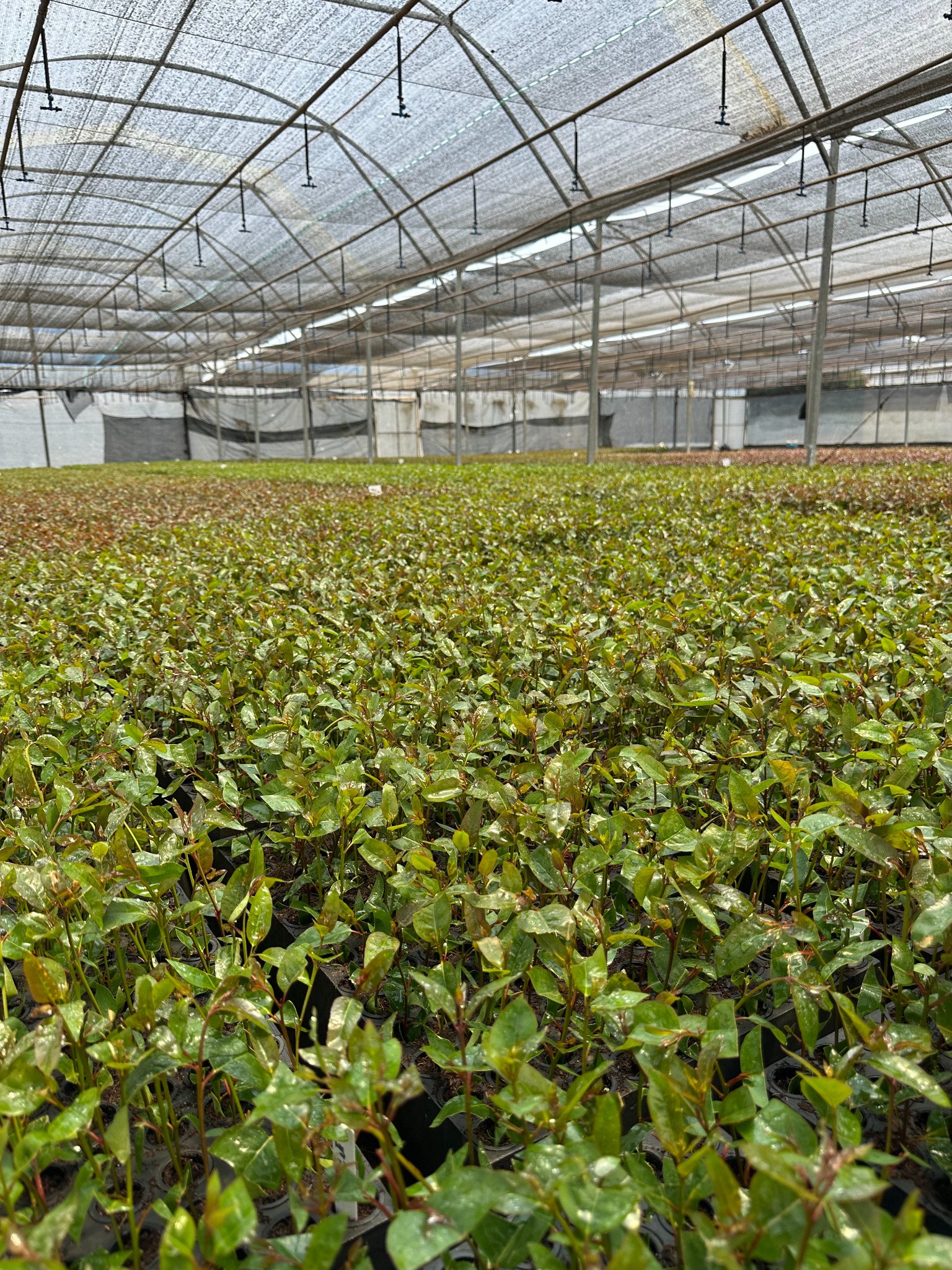 Vista baixa de mudas em escala dentro do viveiro