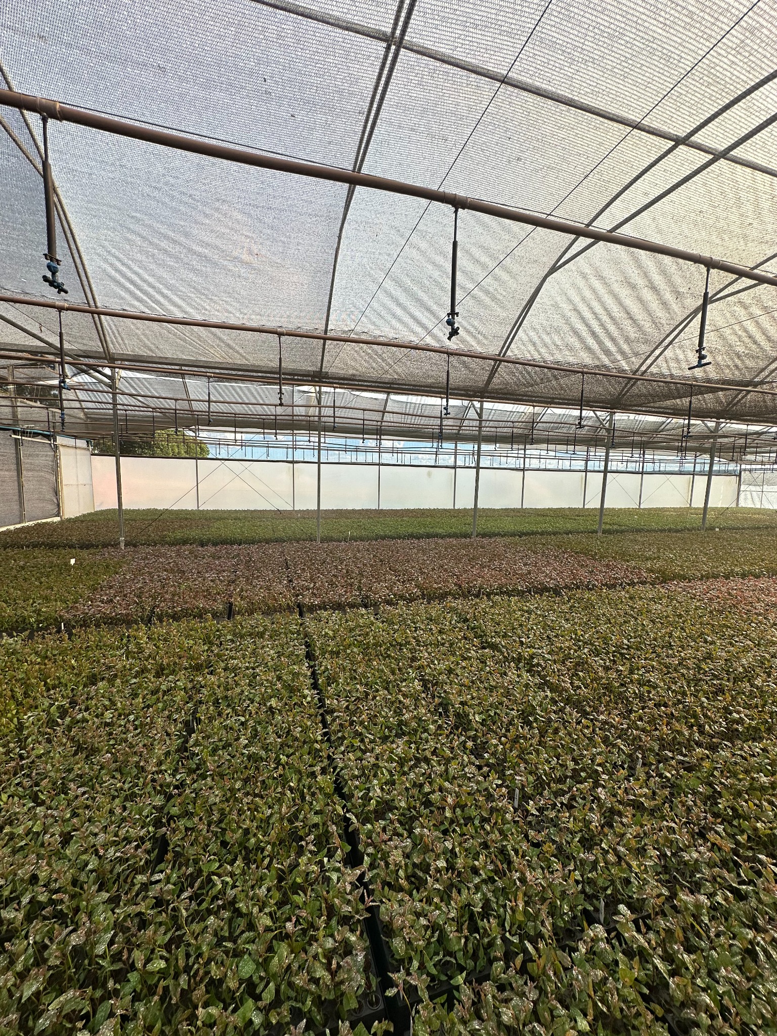 Viveiro em estufa com produção de mudas em grande escala