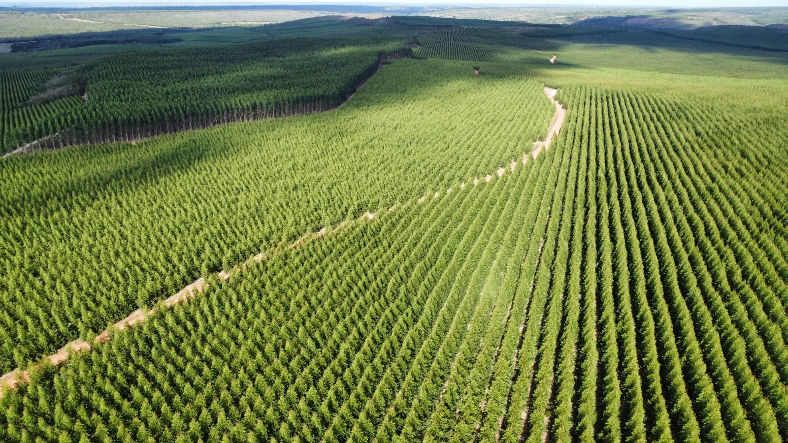 Área de viveiro a céu aberto mostrando volume de produção