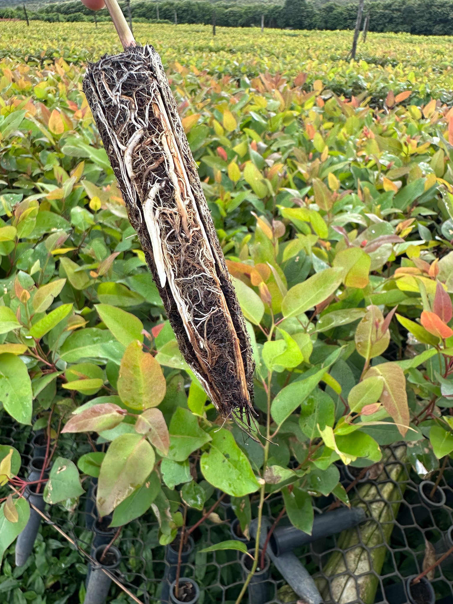 Detalhe da raiz de muda clonal de eucalipto em viveiro
